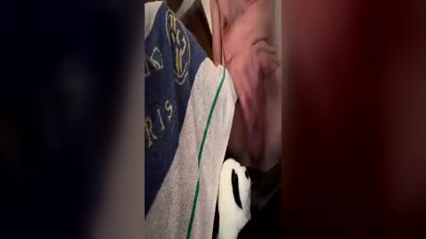 Habibi online show from June 26, 10:07 am