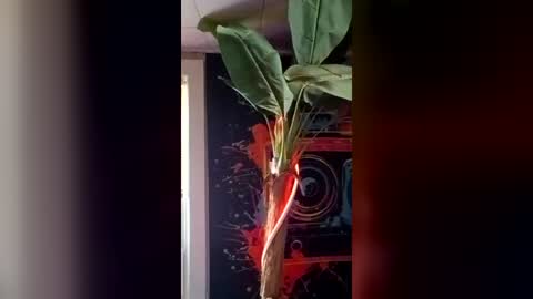 SeanPatrick online show from July 11, 6:43 pm