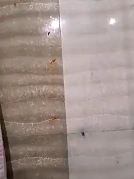 rajstrip12650 online show from May 8, 3:07 am