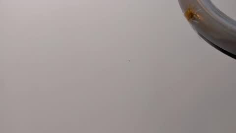 Snapshot of adbel_sady chatting on March 8, 11:11 am adbel sady online show from March 8, 11:11 am