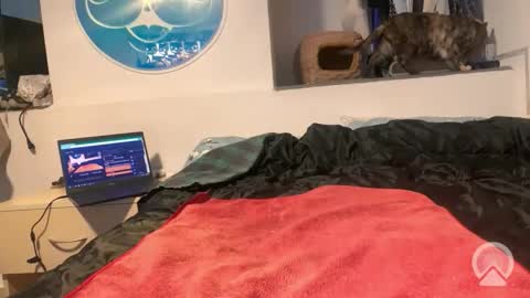 aircum99_ online show from November 13, 4:44 pm