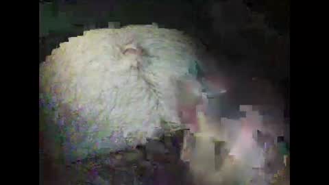 rocco online show from January 12, 5:03 am