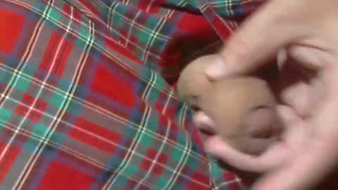  Reservoir Dogs online show from March 30, 2:23 am