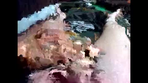 bigbird0100101 online show from February 7, 6:57 pm