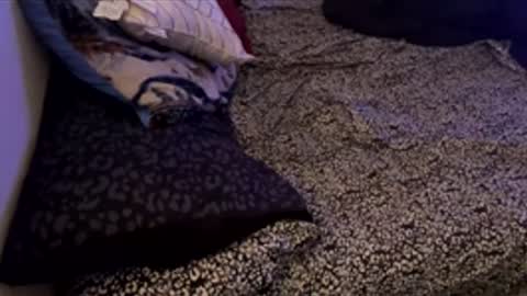 bigdickpapishampoo online show from November 28, 6:21 pm