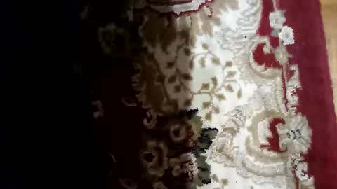 bitopak online show from December 16, 3:52 pm