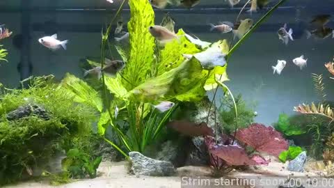 Booker Baxton online show from April 28, 3:00 am