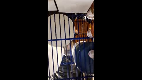 cheffydl online show from December 15, 11:29 am