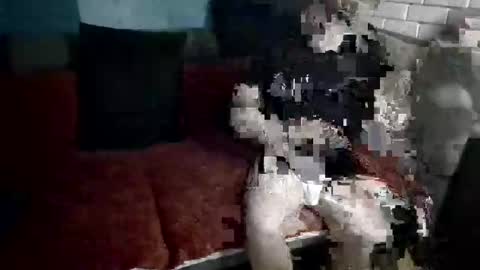 D3vils Mnas online show from February 19, 11:34 pm