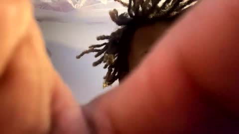 dracorevenge online show from January 15, 6:21 pm