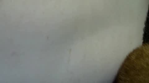 flufferbutt2 online show from April 4, 10:23 am