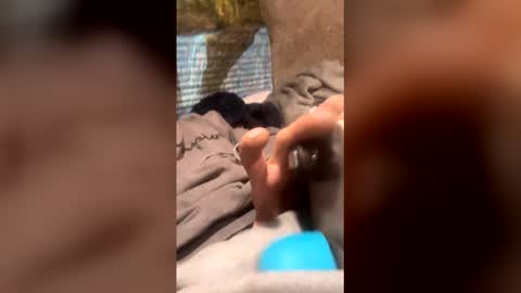 followthepipermore online show from April 30, 2:40 am