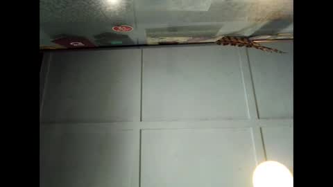 Snapshot of fucmebudoo chatting on September 29, 1:04 am Warwick online show from September 29, 1:04 am