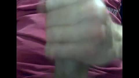 Snapshot of gmjavenger chatting on January 31, 9:37 am PencilDick online show from January 31, 9:37 am