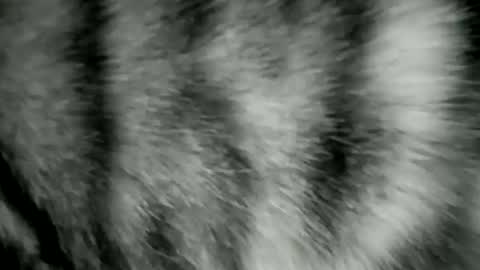 hiskiwis online show from March 10, 1:56 am