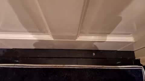 Hot Dutchie online show from April 7, 8:09 pm