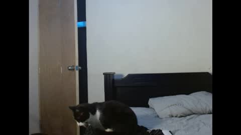 Snapshot of jabravobe chatting on November 1, 3:32 am Andrs online show from November 1, 3:32 am