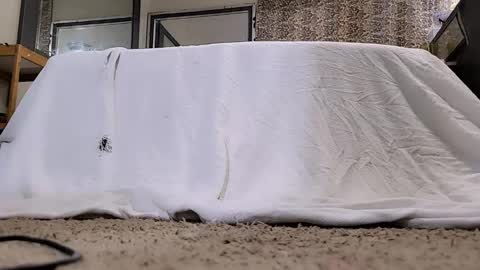 Bootyshows online show from March 12, 11:29 am