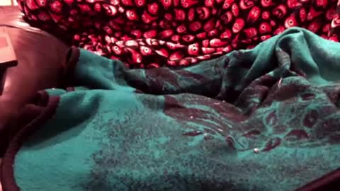 jhonnygoldendick online show from January 4, 8:06 am