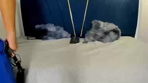 junior online show from March 21, 8:19 am