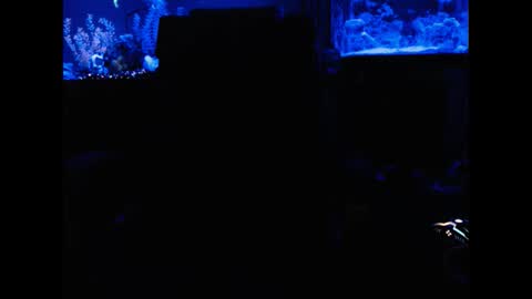 Snapshot of latinlover513 chatting on February 2, 6:59 am latinlover513 online show from February 2, 6:59 am