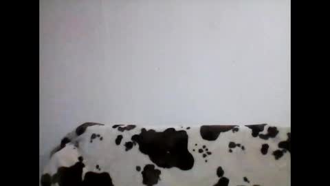 milojkolud online show from February 12, 10:24 am