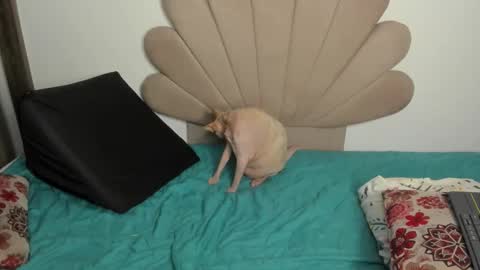 Snapshot of neeii chatting on October 31, 3:19 am Nei turn green online show from October 31, 3:19 am