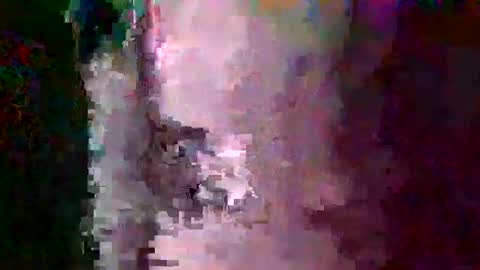 oretrail online show from February 16, 4:20 am