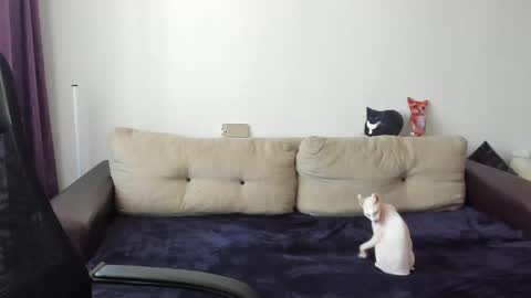 Snapshot of ostin_meoww chatting on October 14, 7:37 am Ostin online show from October 14, 7:37 am
