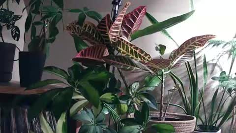 Pricklypear online show from May 26, 4:41 am