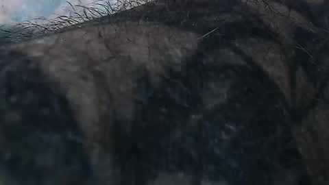 realrubpirate online show from May 1, 6:49 am