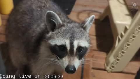 Ryan aka KeylimeRy online show from November 19, 8:03 am