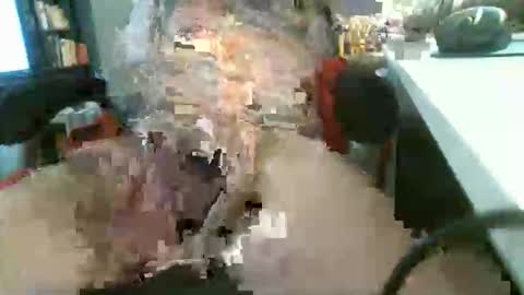 Rocco  aka DaddyRoc online show from February 9, 1:05 pm