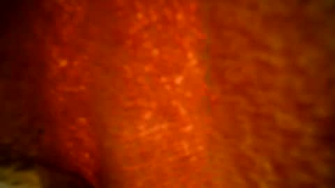 Snapshot of samueltal chatting on October 4, 10:03 pm samueltal online show from October 4, 10:03 pm