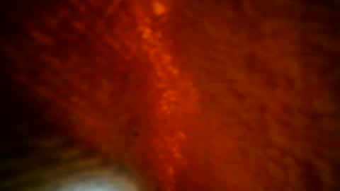 Snapshot of samueltal chatting on September 28, 8:29 pm samueltal online show from September 28, 8:29 pm