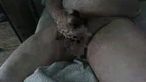 Sevich online show from November 15, 11:56 am