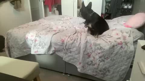 shyboy0533 online show from November 3, 10:41 am