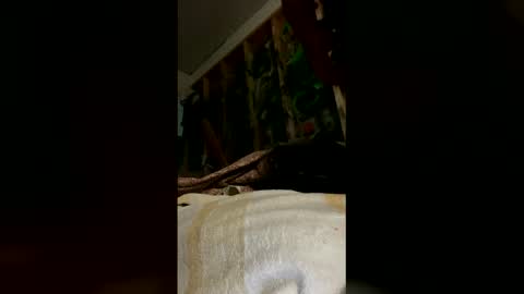 sohan730903 online show from March 16, 8:29 am