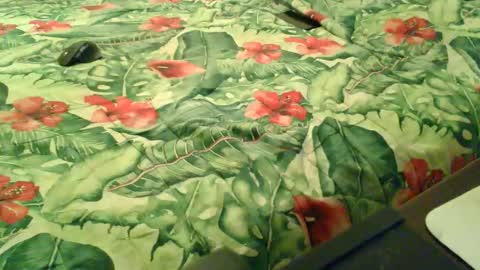 Rocco-load online show from December 18, 6:59 pm