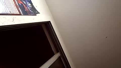 Oval2022 online show from January 1, 1:16 pm