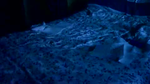 Tobiko online show from April 18, 7:07 pm