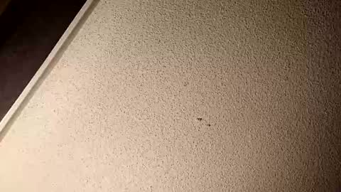 treedude303720 online show from October 9, 10:42 am