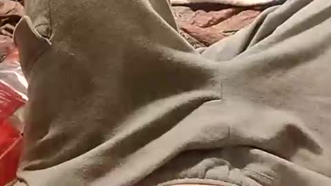 whodunnitwrangler online show from January 13, 1:13 am