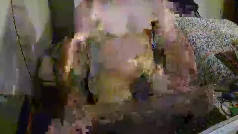 Snapshot of xatofe2000 chatting on December 12, 2:15 am xatofe2000 online show from December 12, 2:15 am