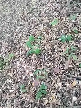 Snapshot of Yrikos1 chatting on October 21, 2:31 pm Yrikos1 online show from October 21, 2:31 pm