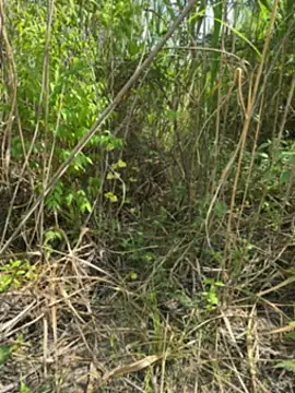 thomas and brush online show from February 6, 6:38 pm