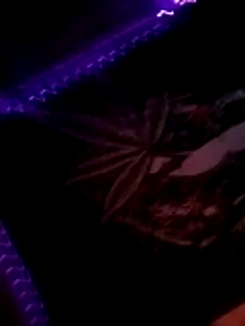 ySqmbVanbe online show from November 10, 3:44 am