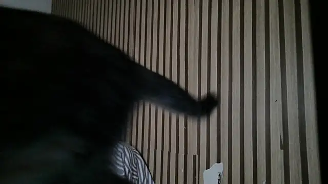 Dedel199 online show from December 23, 11:08 am