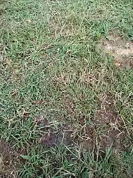 88karan88 online show from November 2, 9:57 am