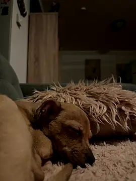 mecbxl25 online show from November 29, 5:37 pm